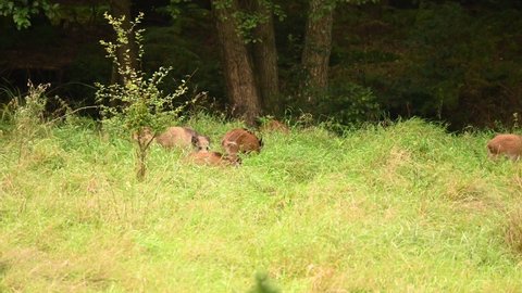 Wild boars family on a field in Brandenburg, Germany