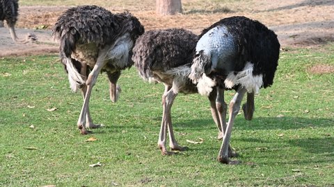 An ostrich is walking for food.