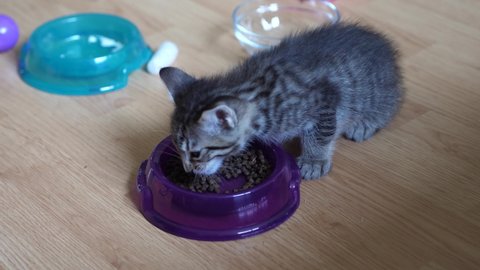 Six week old kitten eating dry food from a plastic bowl on the floor