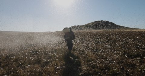 Slow motion. Black farmer walking and spraying insecticide on millions of brown locust swarms decimating crops in Africa linked to Global warming, Climate change,Climate emergency