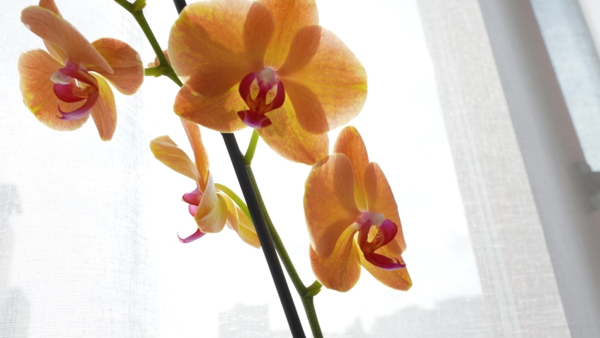 Close-up 4k view video footage of orange and pink blooming orchid flower houseplant standing on sunny home window. House plant isolated on white transparent curtains of window background Royalty-Free Stock Footage #1087916519