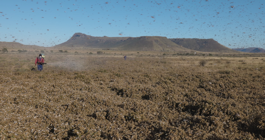 Farmers walking and spraying insecticide on millions of brown locust swarms plague decimating crops in Africa linked to Global warming, Climate change, Climate emergency Royalty-Free Stock Footage #1087916701