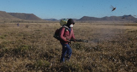 Farmers walking and spraying insecticide on millions of brown locust swarms plague decimating crops in Africa linked to Global warming, Climate change, Climate emergency