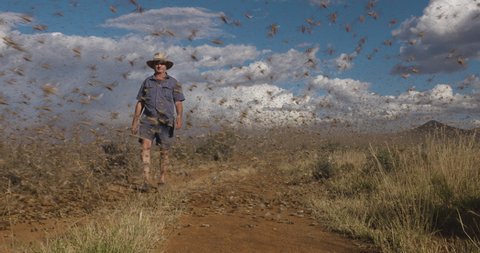 Devastated farmer walking through millions of brown locust swarms plague decimating crops in Africa linked to Global warming, Climate change, Climate emergency