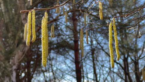 Pollen of flowering hazel trees (corylus avellana) can cause allergic rhinitis in spring, close up of catkins with blurred background. Selective focus. Captured in Malmo, Sweden.