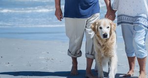 Happy caucasian senior couple holding hands walking their pet golden retriever dog on beach. walk your dog month, dog ownership, care and loyalty concept digitally generated video.