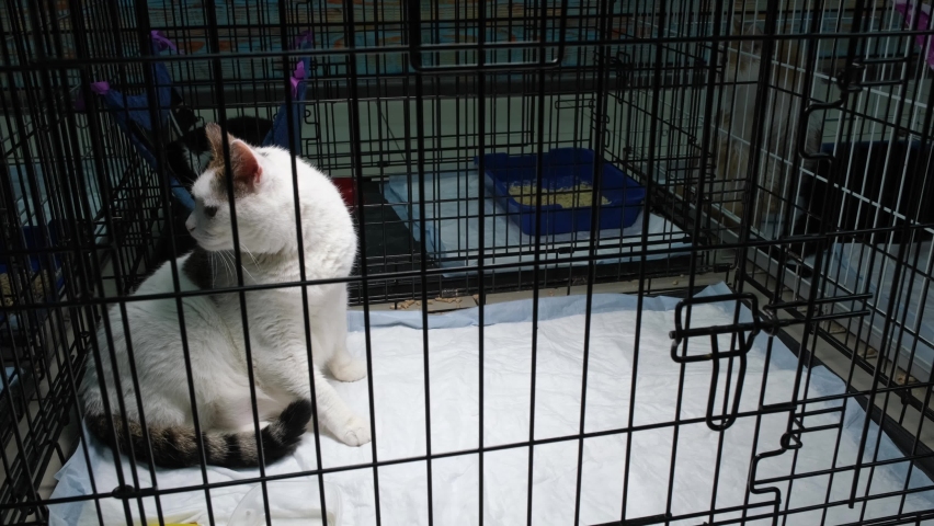 The cat is waiting for a customer in the pet store