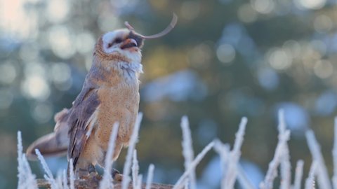 The barn owl (Tyto alba) swallowing its prey. The background is a colorful bokeh and snow.
