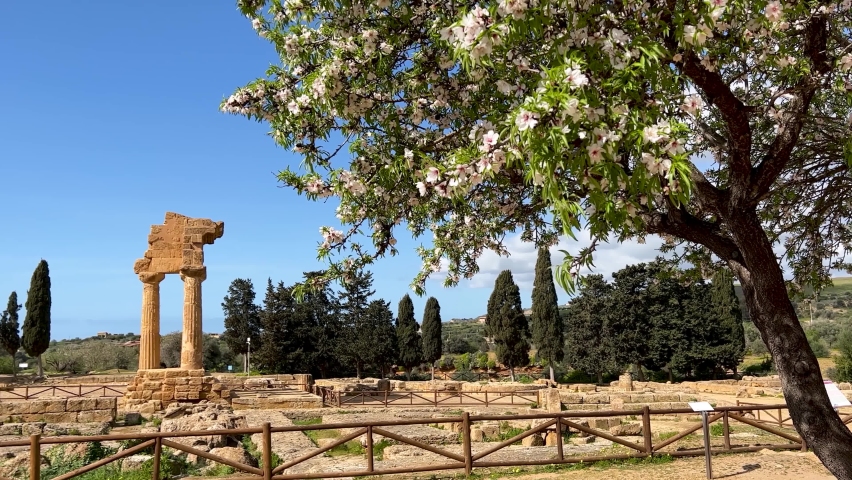 Shooting of the Valley of the Temples in Agrigento in February during the almond blossom. Temple of Concordia, Apollo and archeology area with almond trees in bloom. Ancient Sicily. History of Sicily.