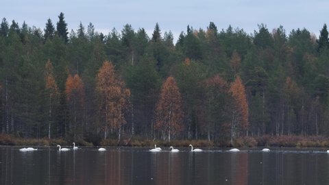 Group of Whooper swans, Cygnus cygnus swimming on a lake during autumn migration near Kuusamo, Northern Finland.	