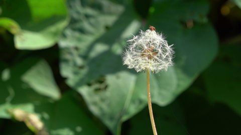 dandelion fluff are swaying in the wind in rural area, Japan. Without sounds