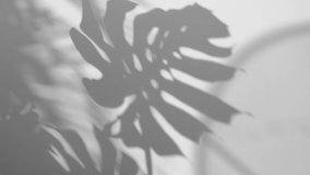 Shadow Monstera deliciosa leaf in wind blowing overlay on white surface texture wall background, house plant, black and white, summer concepts nature background, slow motion - Powered by Shutterstock - Get 15% off with code: PIKWIZARD15