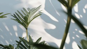 green Philodendron xanadu or Philodendron Winterbourn leaf with Shadow Monstera deliciosa leaf in wind blowing on white wall background, house plant, summer concepts nature background, slow motion - Powered by Shutterstock - Get 15% off with code: PIKWIZARD15