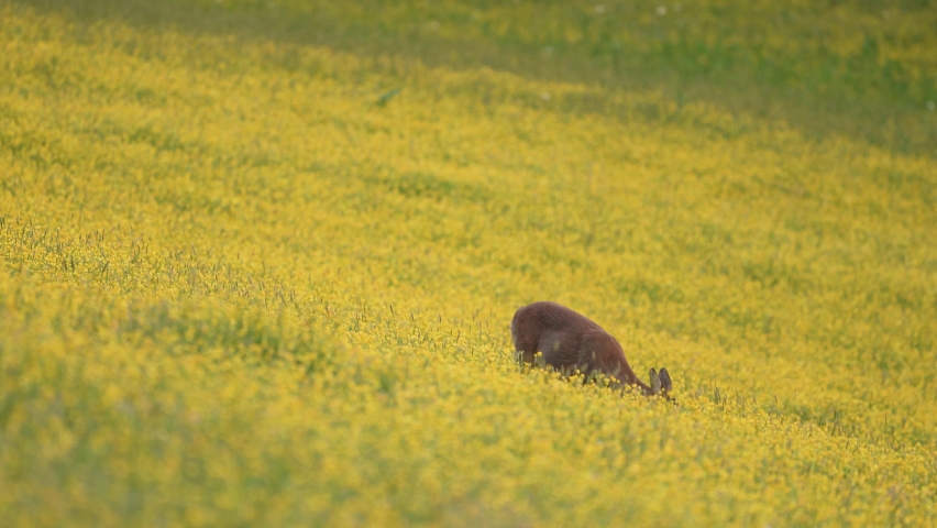 Roe Deer Grazing in a Yellow Meadow