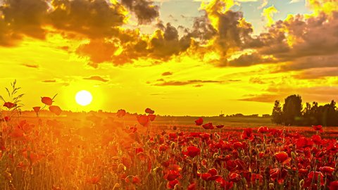 Timelapse of red Poppy Flowerbed lighting during golden sunset in background - Dramatic clouds flying at sky - Spectacular Nature Time lapse Scene during Peaceful day
