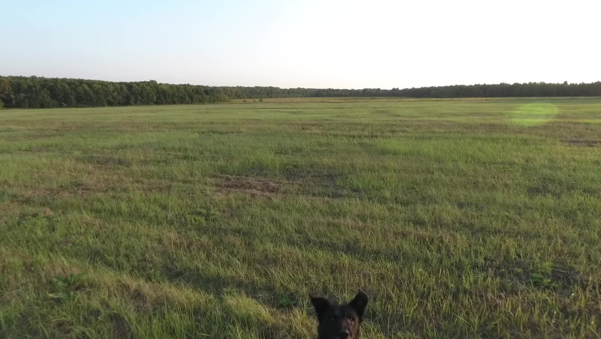 dog running across the field in the village