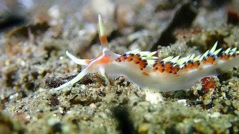 Nudibranchs Seas Slugs Muck Diving Dauin Philippines Scuba