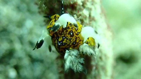 Nudibranchs Seas Slugs Muck Diving Dauin Philippines Scuba