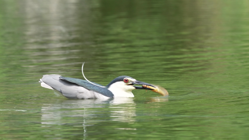 Adult Black-crowned Night-Heron(Nycticorax nycticorax hoactli) eating loach in wetlands