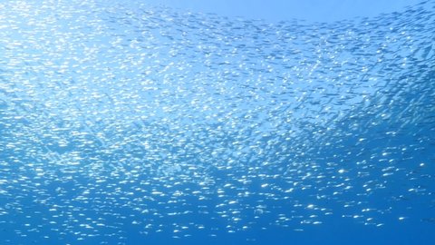 silverside fish scenery underwater sun beams sun rays underwater mediterranean sea sun shine relaxing ocean scenery
