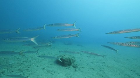 barracudas school underwater barracuda fish mediterranean sea swim slow motion ocean scenery