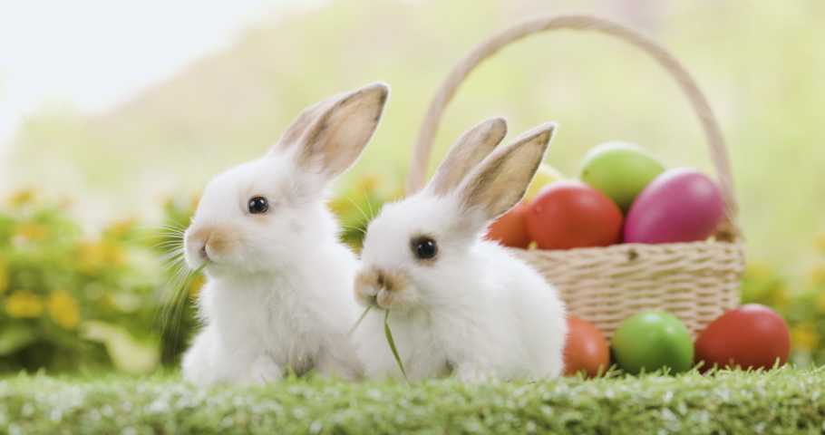Lovely bunny easter fluffy baby rabbit with a basket full of colorful easter eggs on nature background. Symbol of easter festival. Happy easter day. Royalty-Free Stock Footage #1087940243