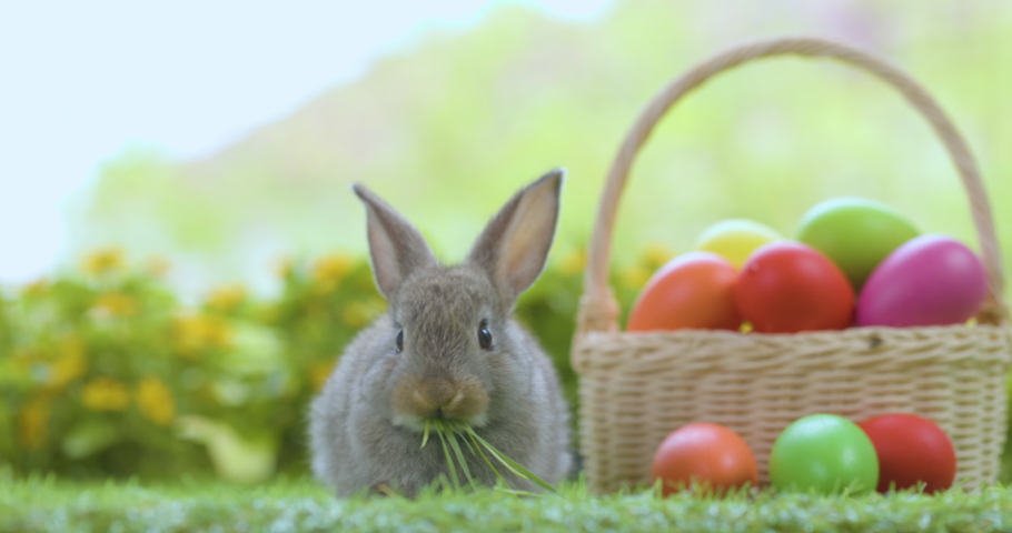 Lovely bunny easter fluffy baby rabbit with a basket full of colorful easter eggs on nature background. Symbol of easter festival. Royalty-Free Stock Footage #1087940247