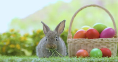 Lovely bunny easter fluffy baby rabbit with a basket full of colorful easter eggs on nature background. Symbol of easter festival.
