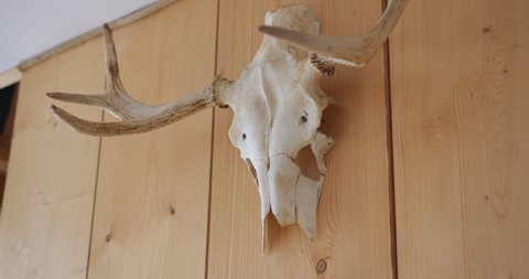 bull deer skull horns hanging on a light wooden wall with boards under the ceiling in the interior of the house decoration