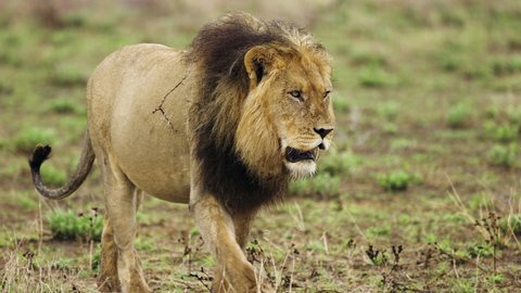 Male Lion Walking On Wilderness Central Stock Footage Video (100% ...