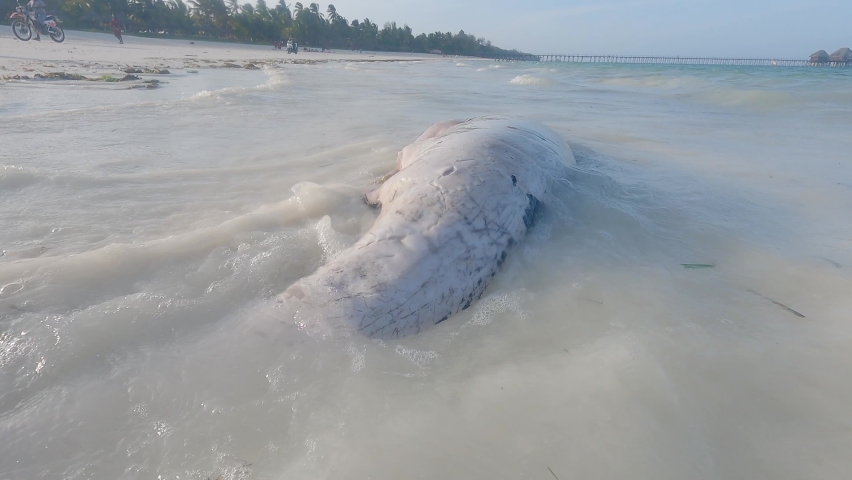 Dead dolphin on the coast of Zanzibar island, Tanzania