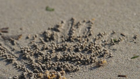 Crab makes balls of sand on the beach to the sound of the sea