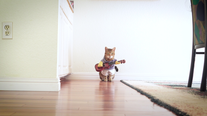 4K funny Bengal cat dressed up in costume with a guitar walking around the house
 Royalty-Free Stock Footage #1087951653