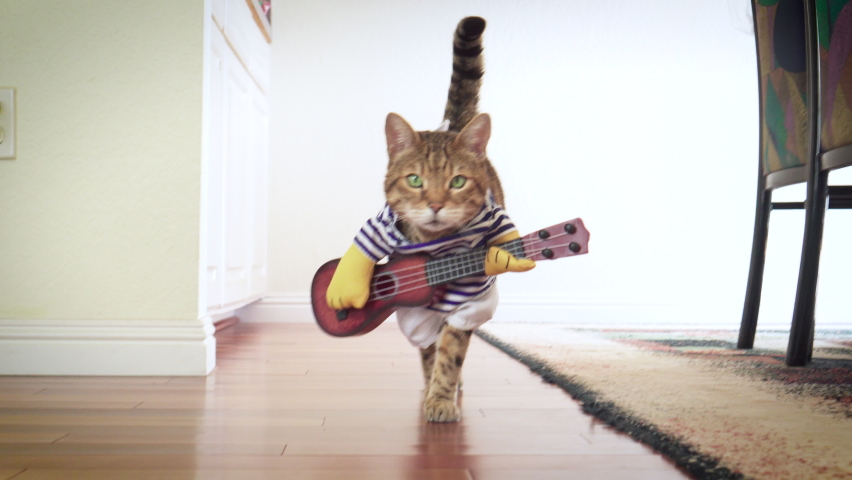 4K funny Bengal cat dressed up in costume with a guitar walking around the house
