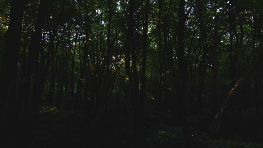 Dark gloomy woods with sun rays shining through dense foliage in morning