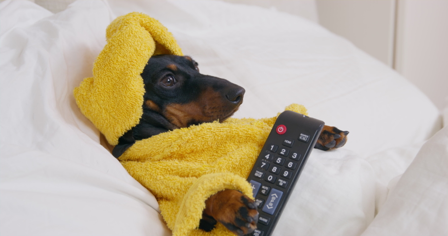 Portrait of lovely dachshund puppy in terry robe and with towel wrapped around head, who is lying in bed with remote control in paw and watching TV. Lazy day off at home Royalty-Free Stock Footage #1087954443