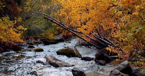 Running water at Big cottonwood creek in Utah during autumn time relaxation video