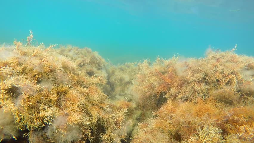 Водоросли цистозиры фото