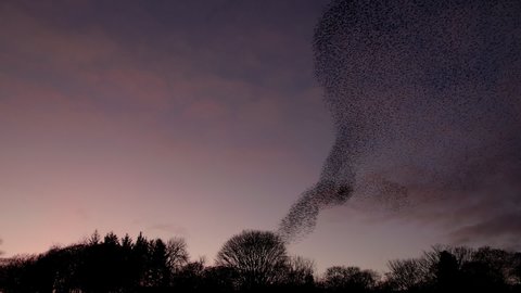 Starling murmuration sweeping across a tree-lined winter evening sky