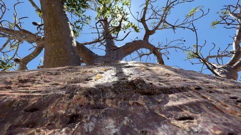 Baobab tree in the African savannah on a sunny summer day, Serengeti. Africa. High-quality 4k footage