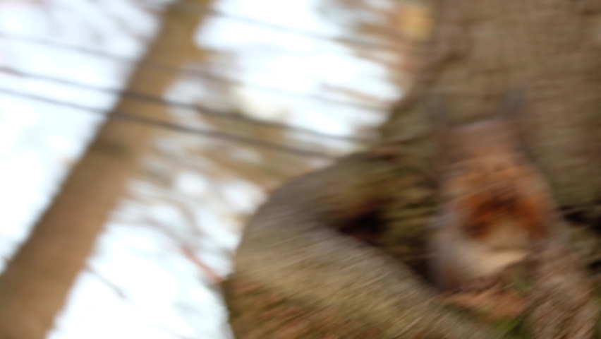 Brown squirrel sits in a hollow on a tree. Squirrel eats nuts Royalty-Free Stock Footage #1087960039