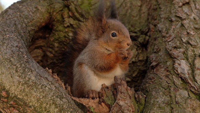 Brown squirrel sits in a hollow on a tree. Squirrel eats nuts | Shutterstock HD Video #1087960039