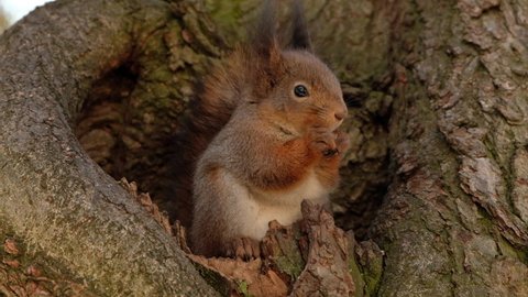 Brown squirrel sits in a hollow on a tree. Squirrel eats nuts