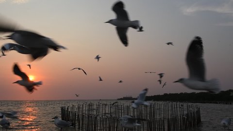 Seagulls flying in the sky during sunset in the evening.