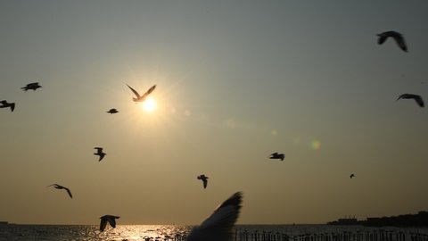 Seagulls flying in the sky during sunset in the evening.