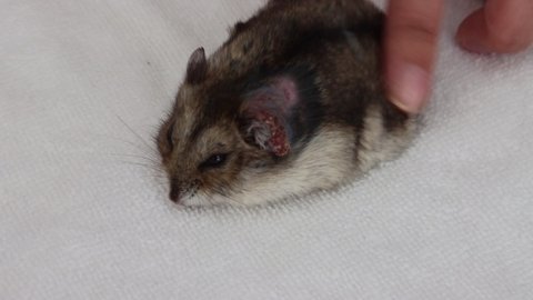 A 1.5-year-old male dwarf hamster has a large left ear tumour is at Toa Payoh Vets for surgery to remove the ear and tumour together. The tumour causes irritation and pain to the pet. 
