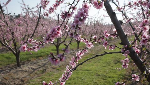 Beautiful blooming peach trees in spring garden 
