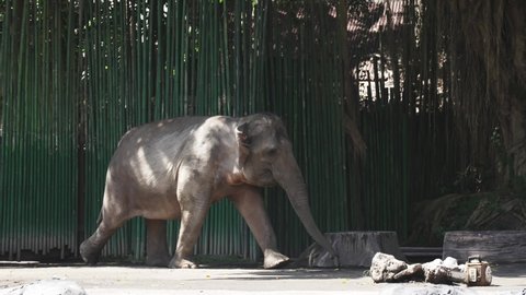 Grey elephant walks against background of wall of their big green bamboo sticks and large tropical tree with vines. Elephant walks in the zoo in slow motion. Life of elephant in captivity.