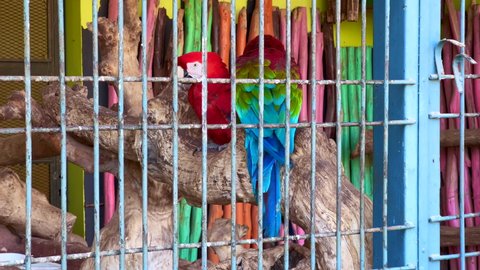 Couple of colorful parrots inside a large cage
