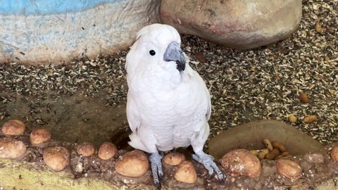 White parrot inside a large cage